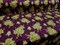 1 Yard Merlot Solar Gold Stretch Crushed Velvet Floral Fabric for Costumes Drapes Fashion 60 Inch Width